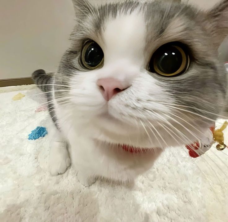 Avatar Mèo Ngáo 15