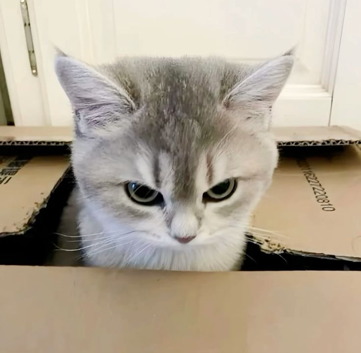 Avatar Mèo Ngáo 11