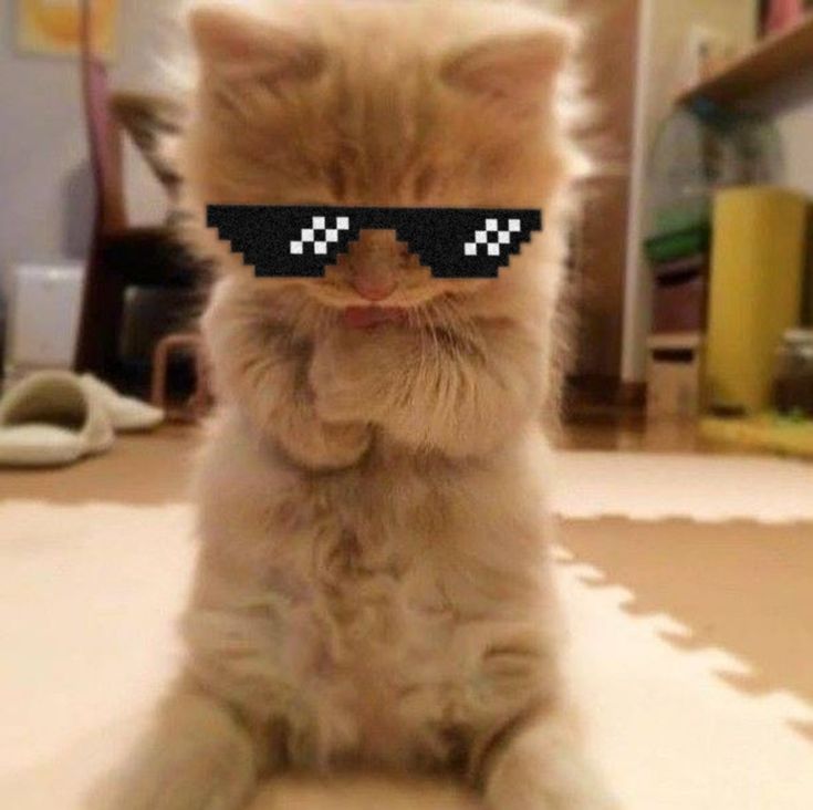 Avatar Mèo Ngáo 13