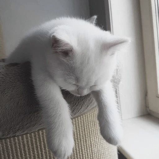 Avatar Mèo Ngáo 10