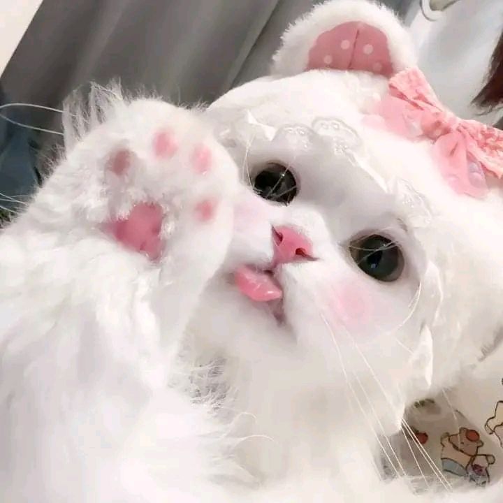 Avatar Mèo Ngáo Hài Hước 1