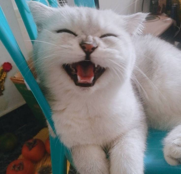 Avatar Mèo Ngáo 12