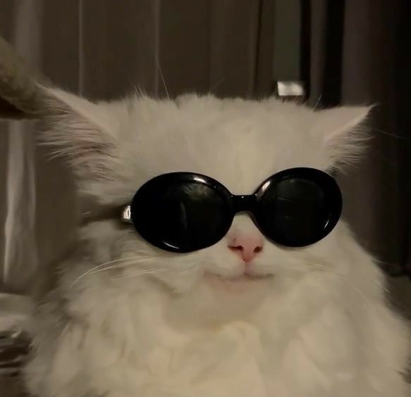 Avatar Mèo Ngầu 11