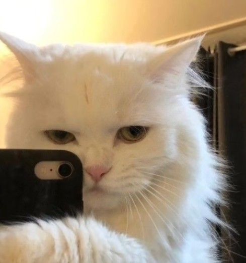 Avatar Mèo Ngầu 4