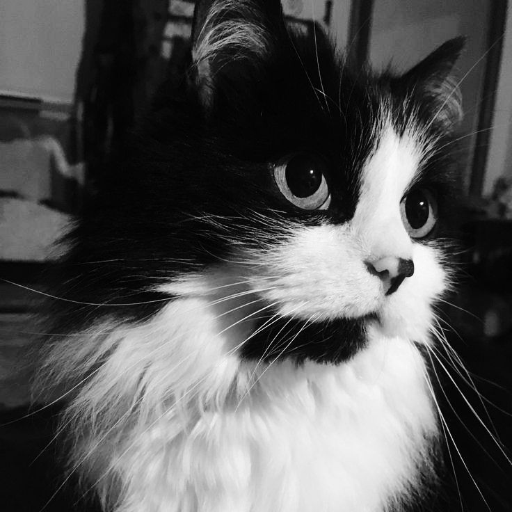 Avatar Mèo Ngầu 3