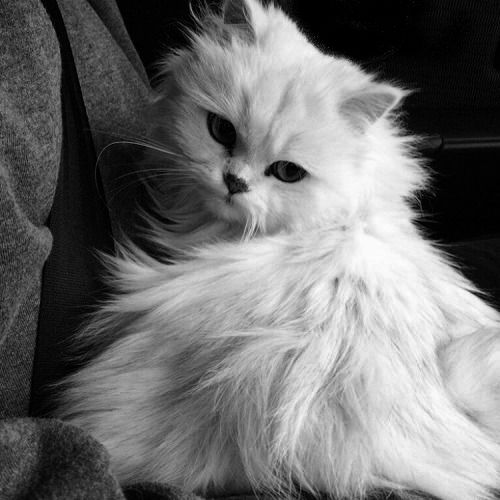 Avatar Mèo Ngầu 12