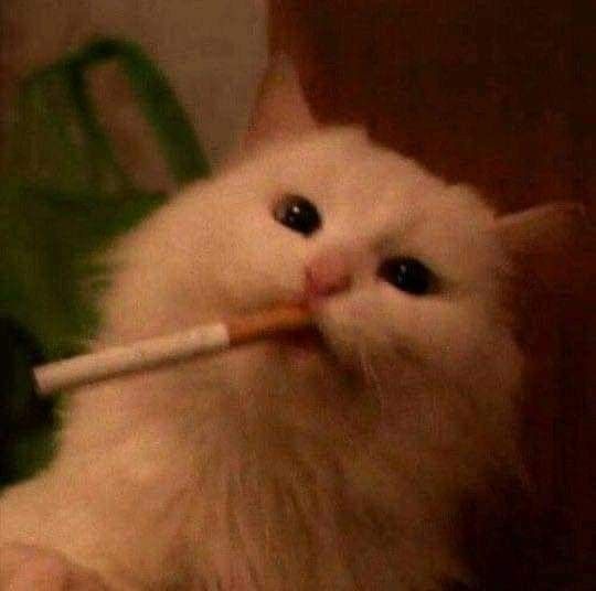 Avatar Mèo Ngầu 9