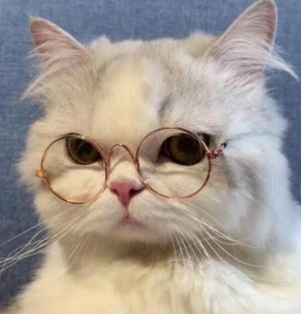 Avatar Mèo Ngầu 2