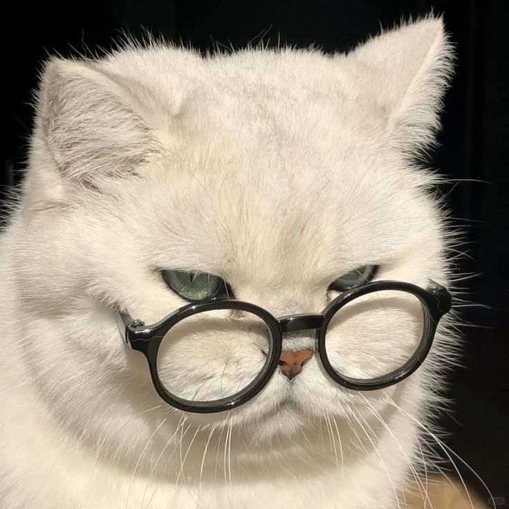 Avatar Mèo Ngầu 6