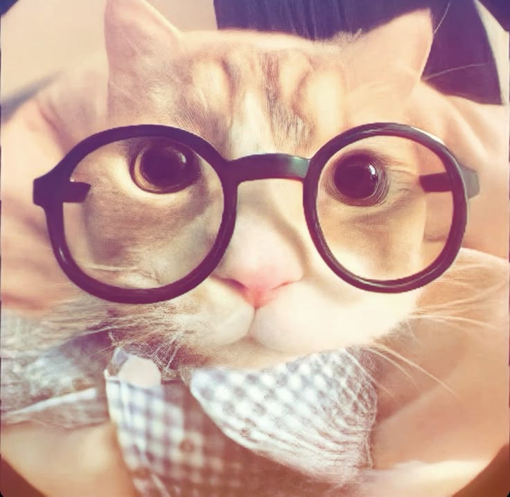 Avatar Mèo Ngầu 14