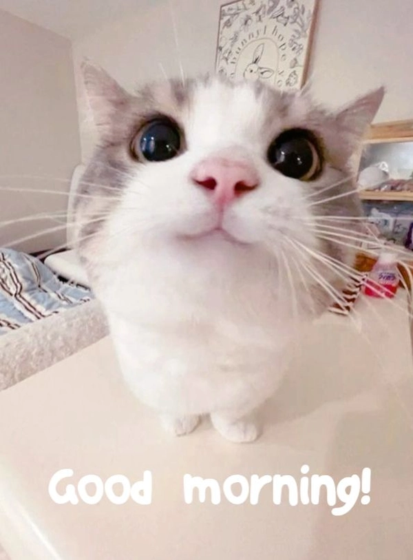 Funny Good Morning Images 31