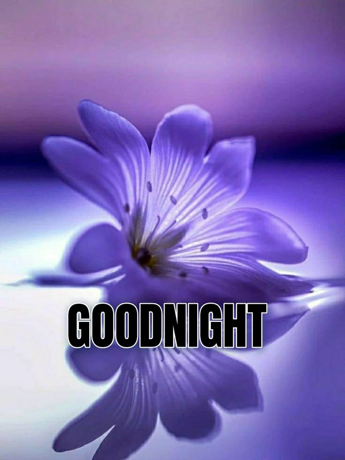 Funny Good Night Images 56