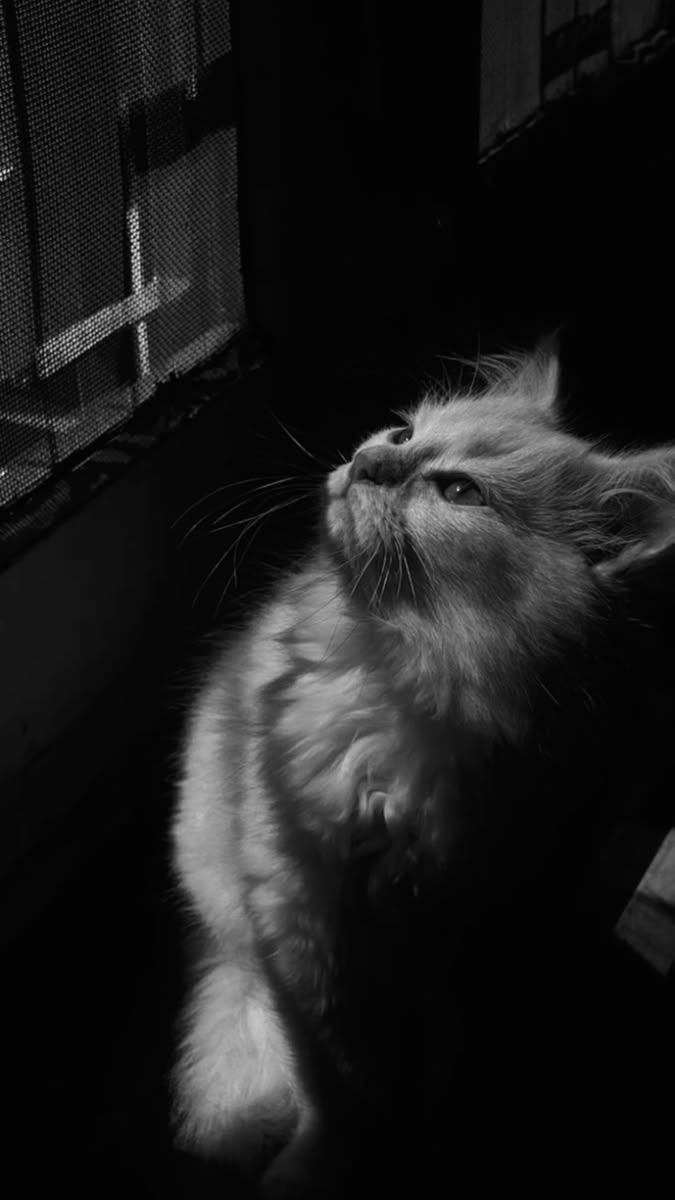 Hình Ảnh Buồn 2