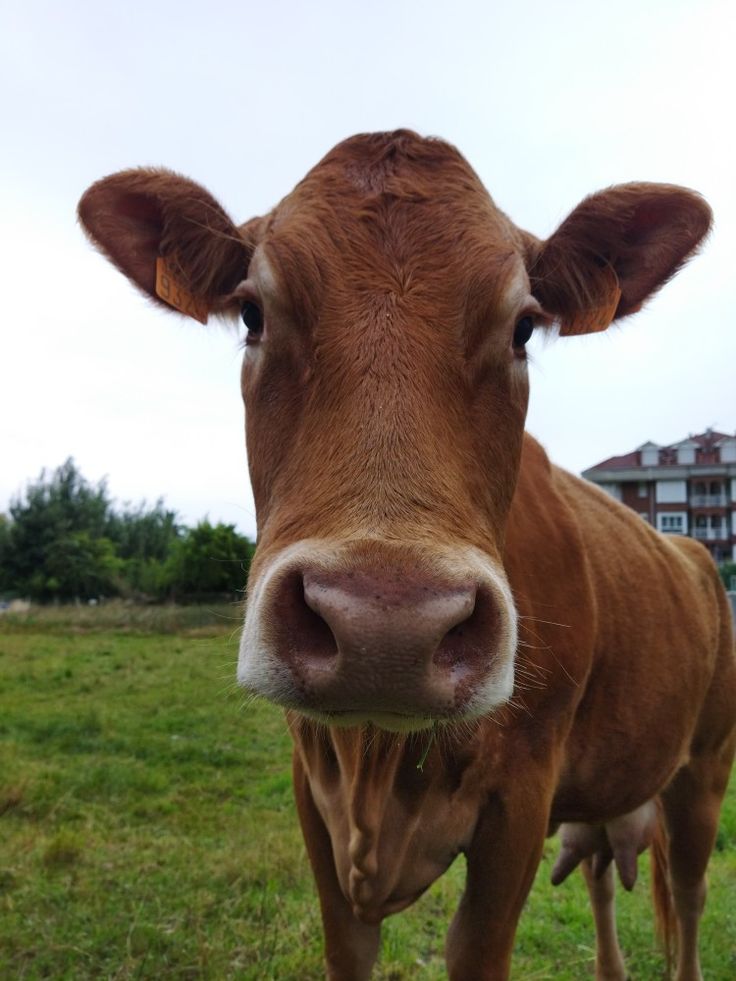 Hình Ảnh Con Bò 1