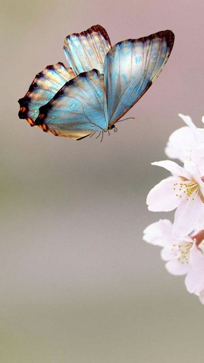 Hình Ảnh Con Bướm 3