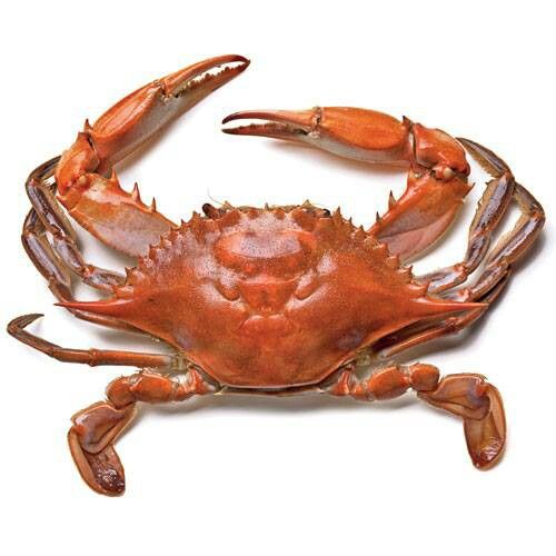 Hình Ảnh Con Cua 7