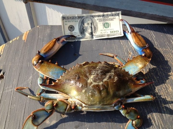 Hình Ảnh Con Cua 12