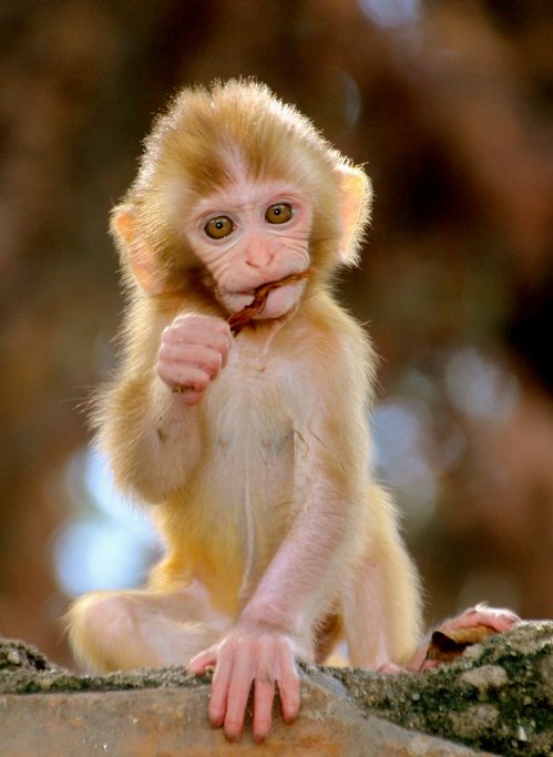 Hình Ảnh Con Khỉ 6