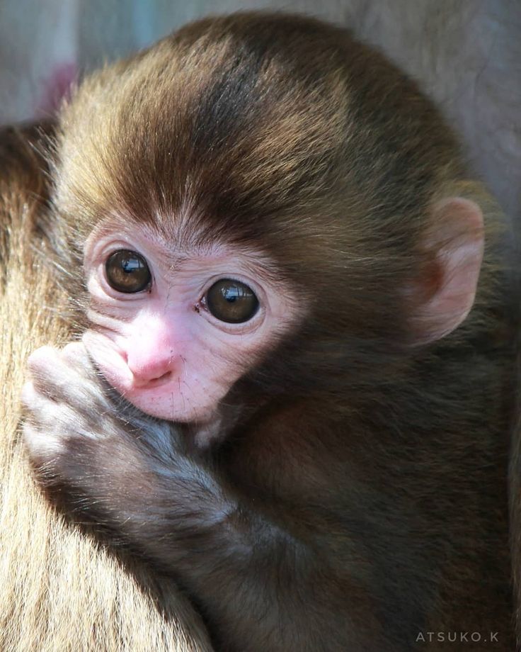 ảnh con khỉ 19