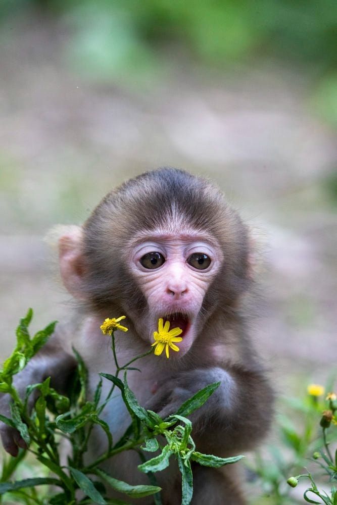 Hình Ảnh Con Khỉ 12