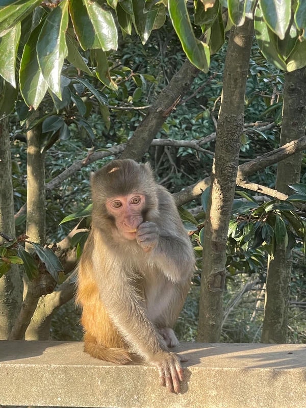 ảnh con khỉ 4