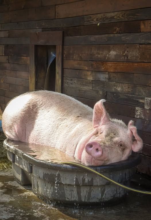 Hình Ảnh Con Lợn 3