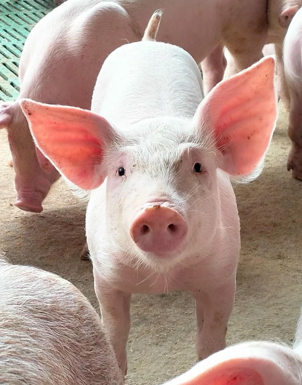 ảnh con lợn 18