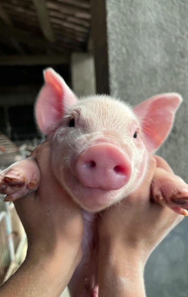 ảnh con lợn 22