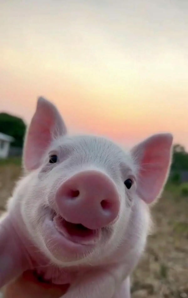 ảnh con lợn 23