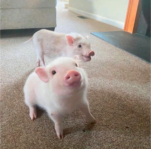 ảnh con lợn 32