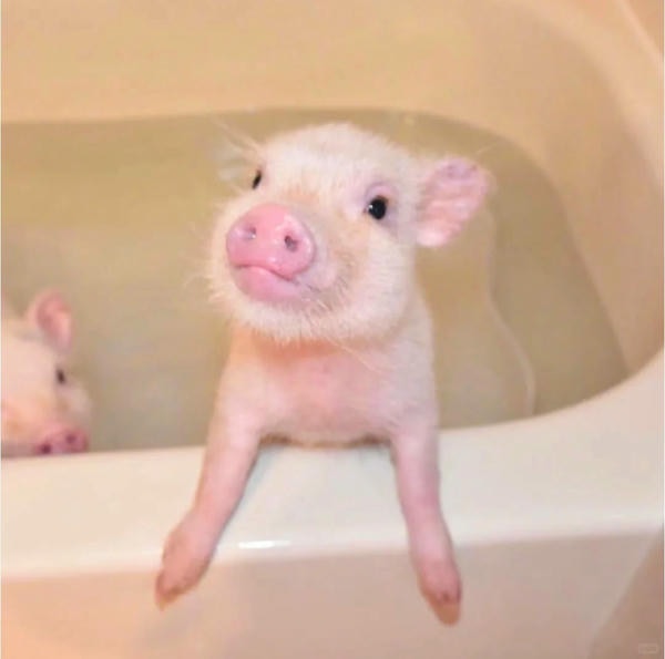 ảnh con lợn 33