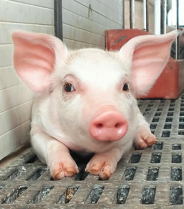 ảnh con lợn 34