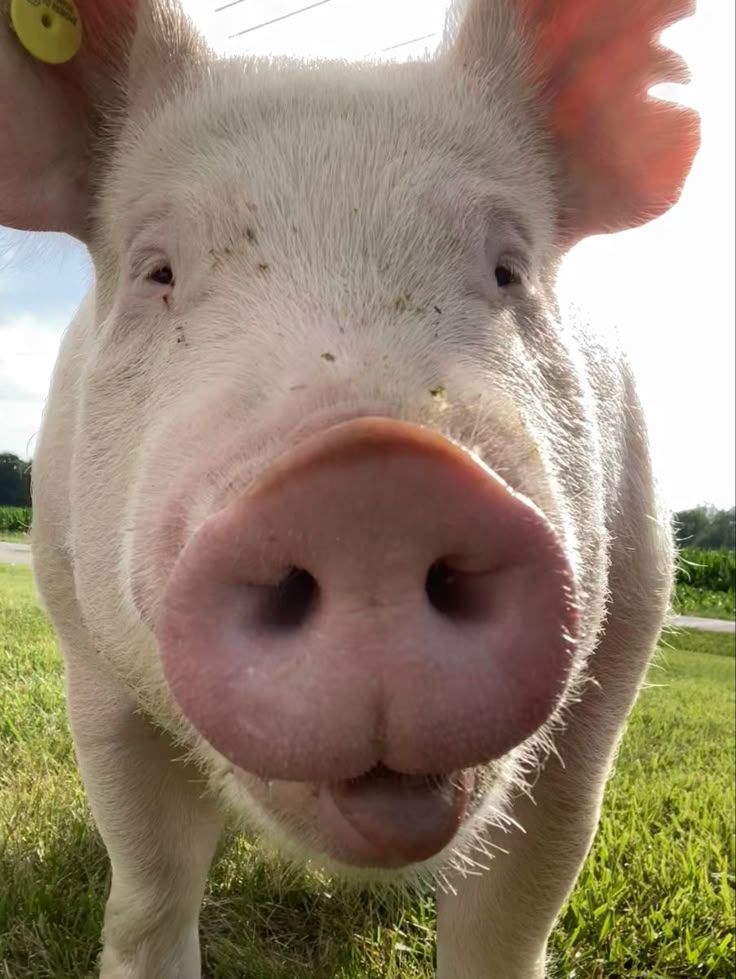 Hình Ảnh Con Lợn 13