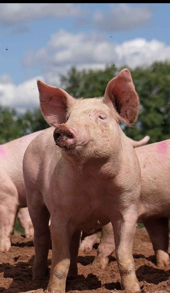 Hình Ảnh Con Lợn 10