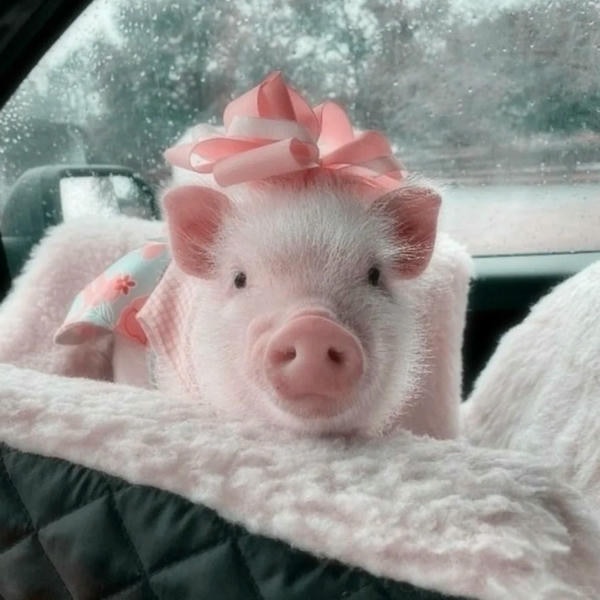 ảnh con lợn 9