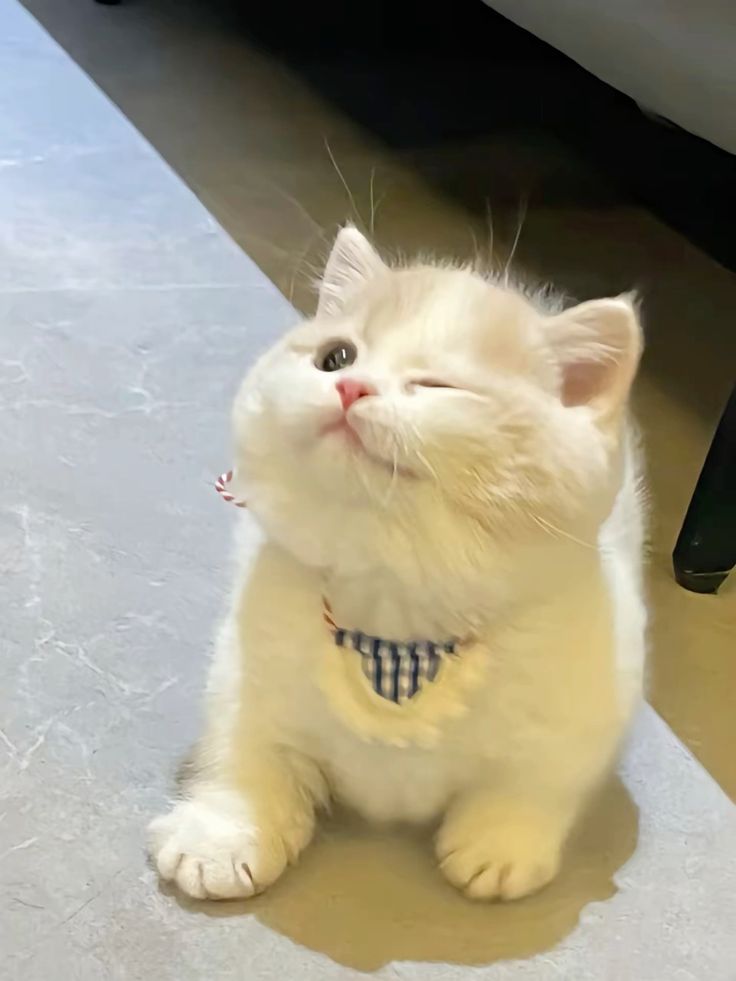 Hình Ảnh Con Mèo Cute 5