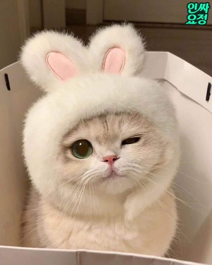 Hình Ảnh Con Mèo Cute 15