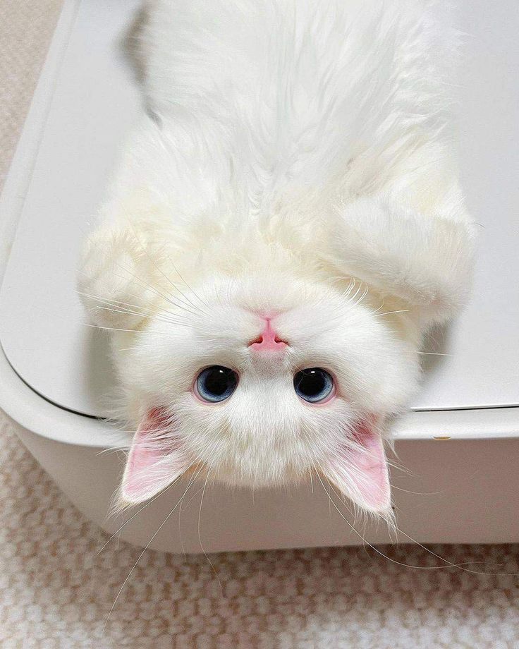 Hình Ảnh Con Mèo Cute 11