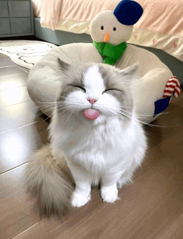 Hình Ảnh Con Mèo Cute 21