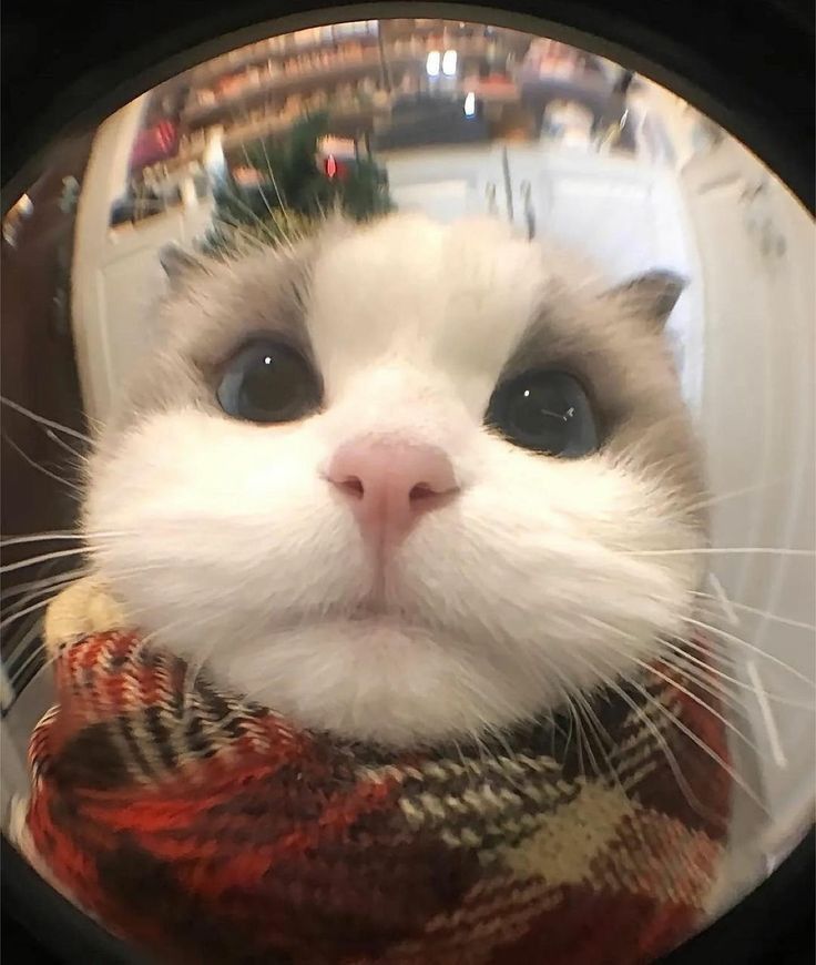 Hình Ảnh Con Mèo Cute 19