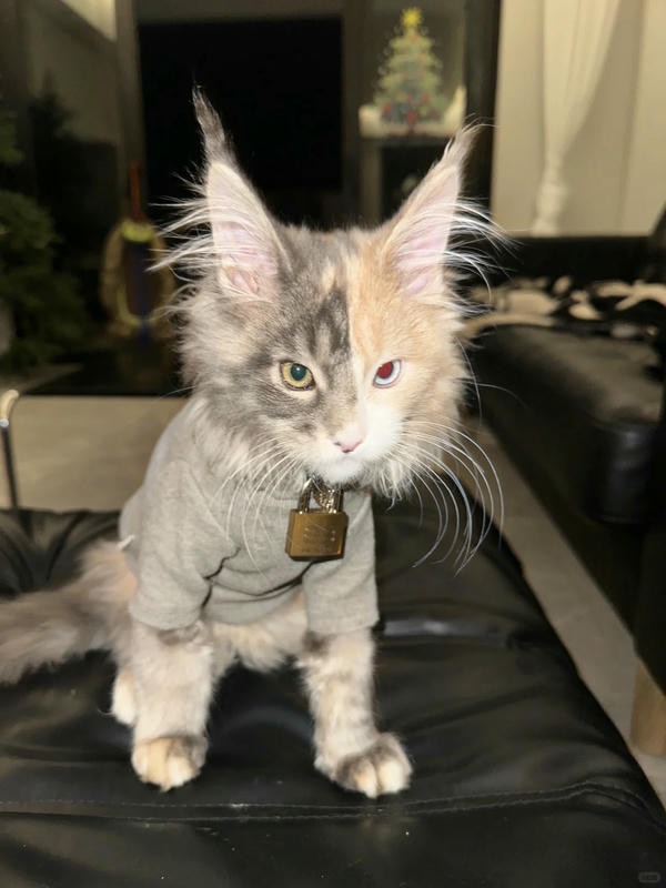 ảnh con mèo ngầu 1