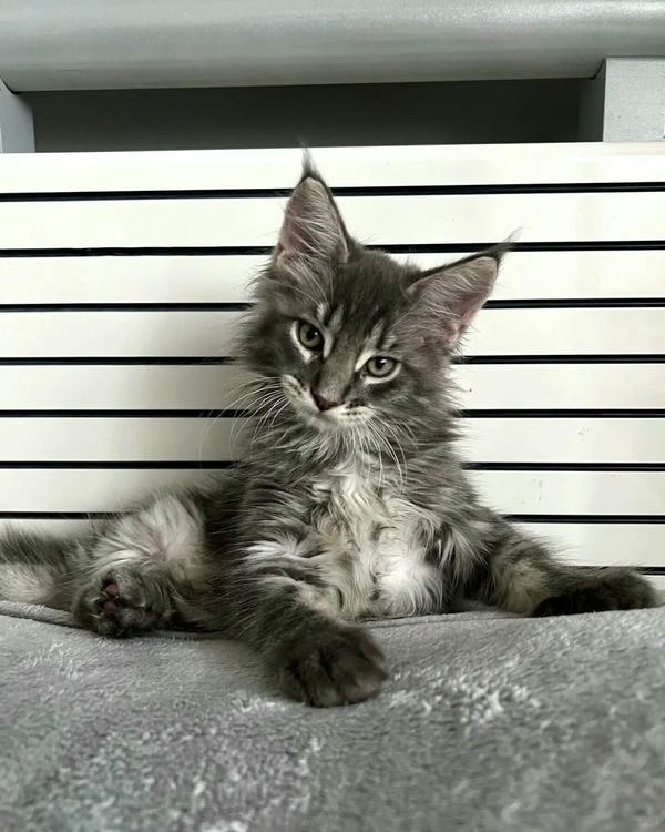 ảnh con mèo ngầu 12