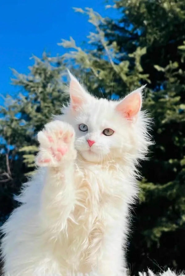 ảnh con mèo ngầu 19