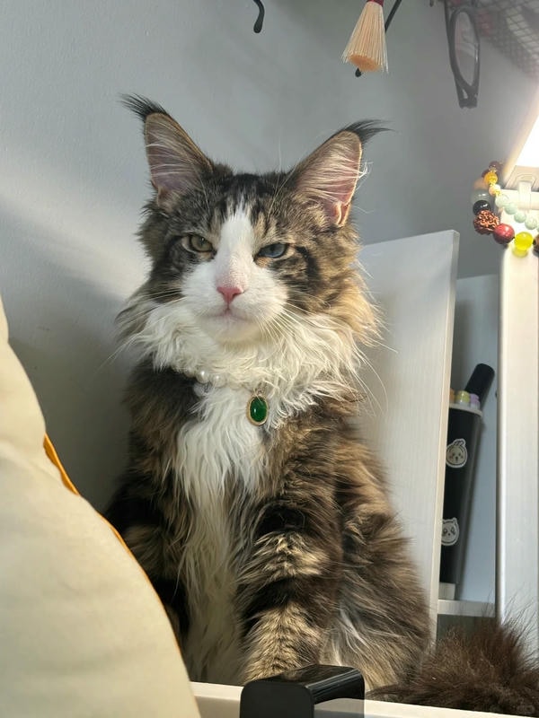 ảnh con mèo ngầu 23