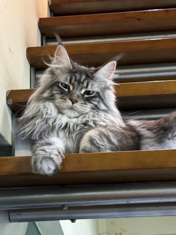 ảnh con mèo ngầu 25