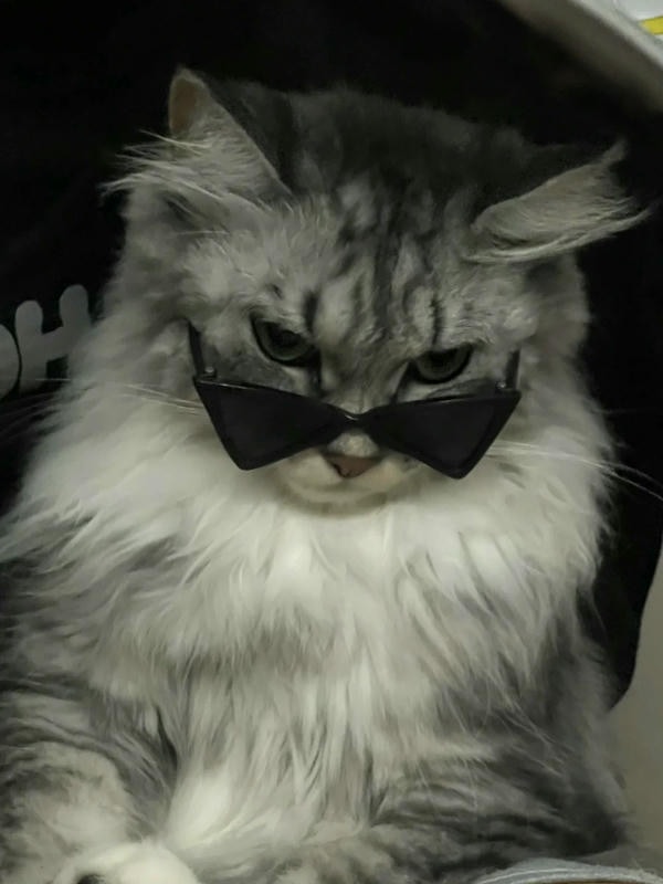 ảnh con mèo ngầu 31