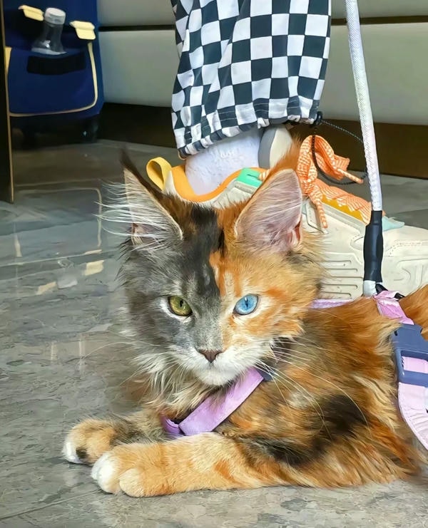 ảnh con mèo ngầu 34