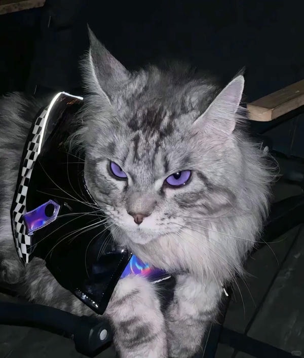 ảnh con mèo ngầu 35