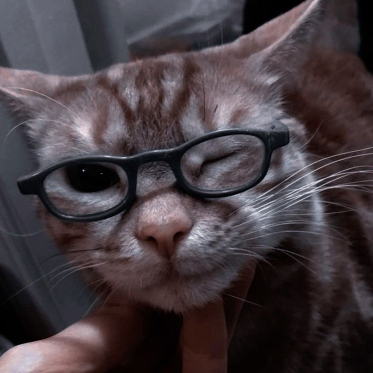 Hình Ảnh Con Mèo Ngầu 9