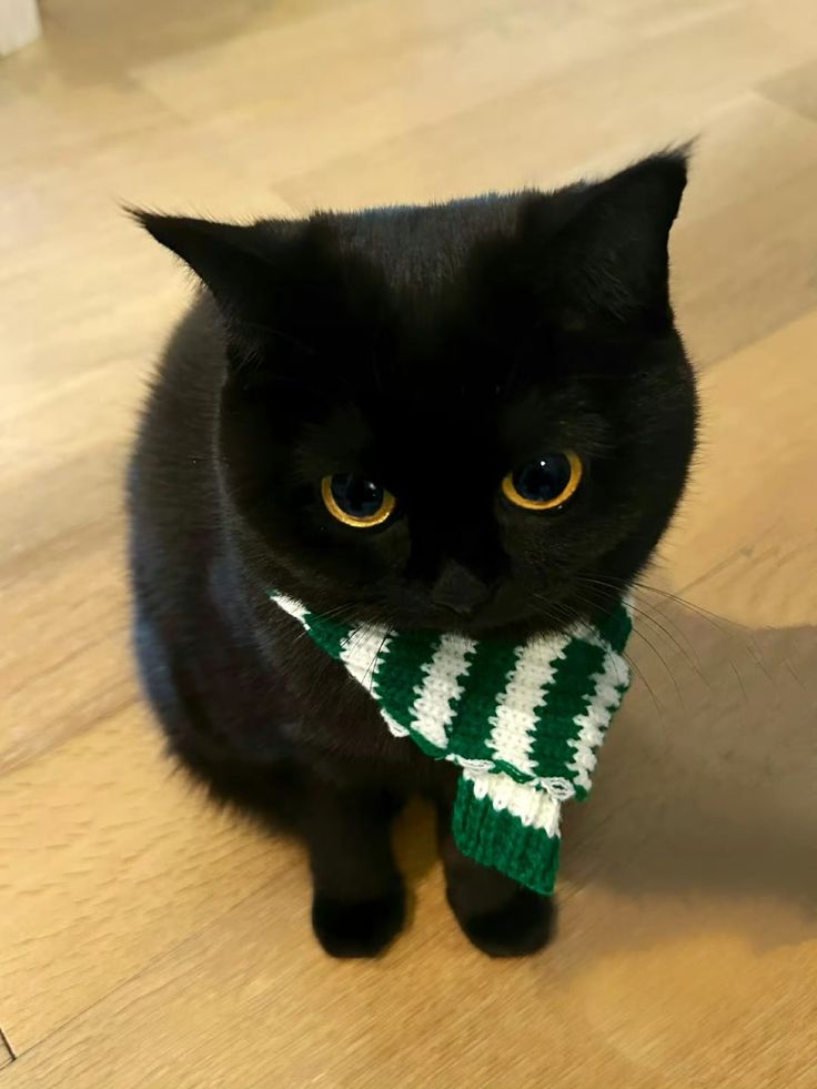 Hình Ảnh Con Mèo Ngầu 8